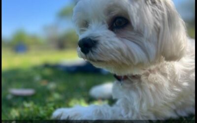 Seguro pet já protege 250 mil cães e gatos no país