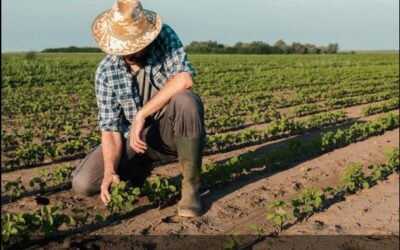 Seguro Rural: Falta de subvenção do governo deixa produtores “na mão”