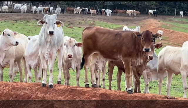 Seguro pecuário traz um pouco de tranquilidade para criadores